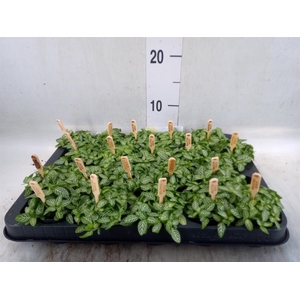 Fittonia verschaf.