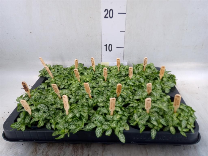 <h4>Fittonia verschaf.</h4>