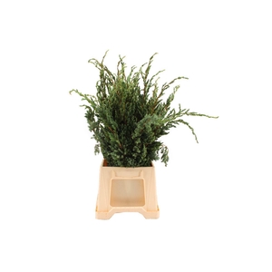 Conifeer Juniperus Meyeri (4 Bos Per Emmer)