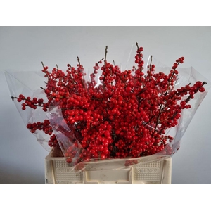 Ilex verticillata red