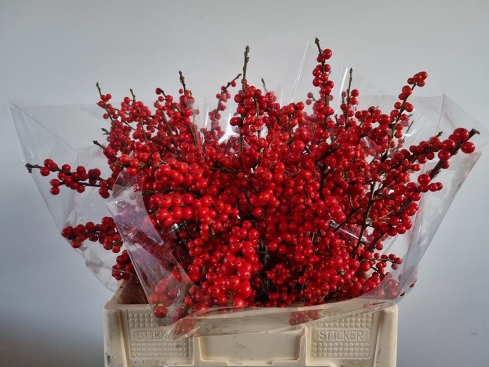 <h4>Ilex verticillata red</h4>