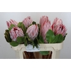 Protea Cynaroides