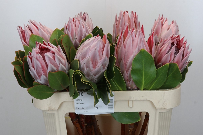 Protea Cynaroides