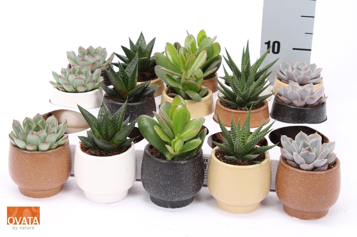 <h4>SUCC GEM 5 SRT</h4>