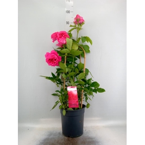 Rosa FL 'Sparkling Select'