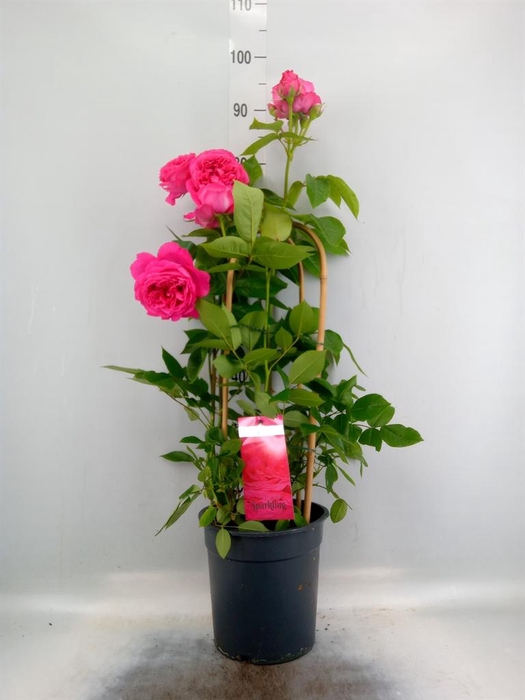<h4>Rosa FL 'Sparkling Select'</h4>