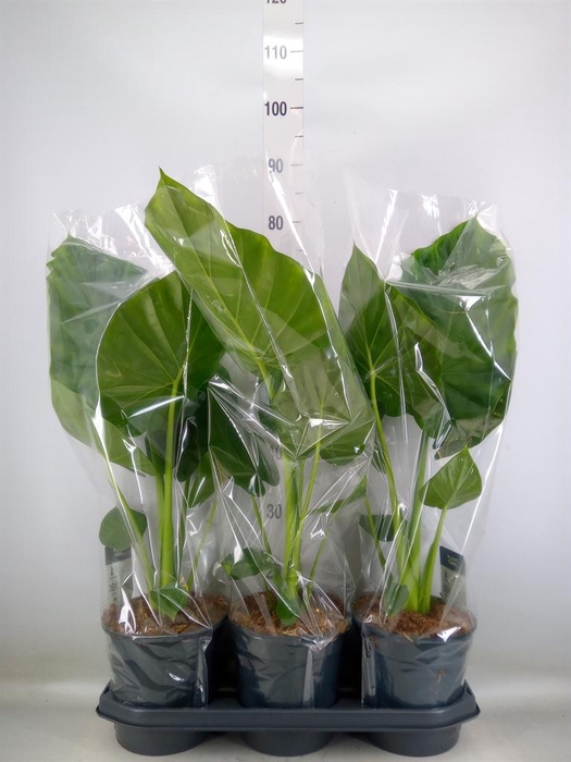 <h4>Alocasia macrorrhizos</h4>