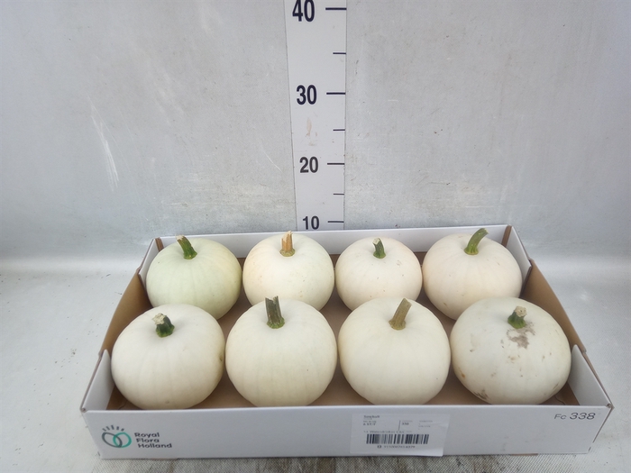 <h4>Cucurbita pepo 'Baby Boo'</h4>