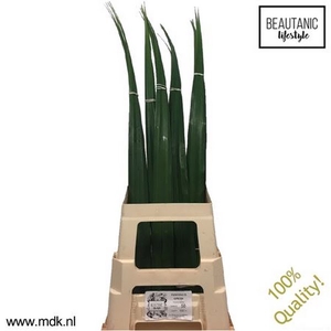 Pandanus Leaf Green MDK