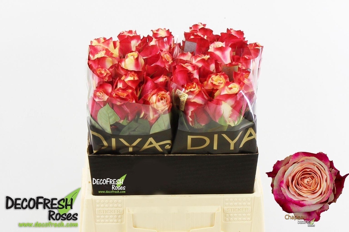 <h4>R GR CHAPEAU</h4>