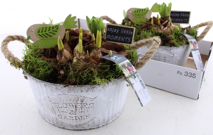 <h4>BOLBLOEMEN OV</h4>