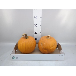 Cucurbita max. 'Halloween'