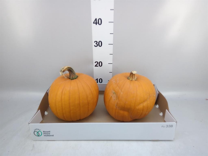 <h4>Cucurbita max. 'Halloween'</h4>