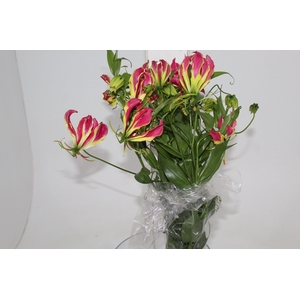 GLORIOSA 070 CM