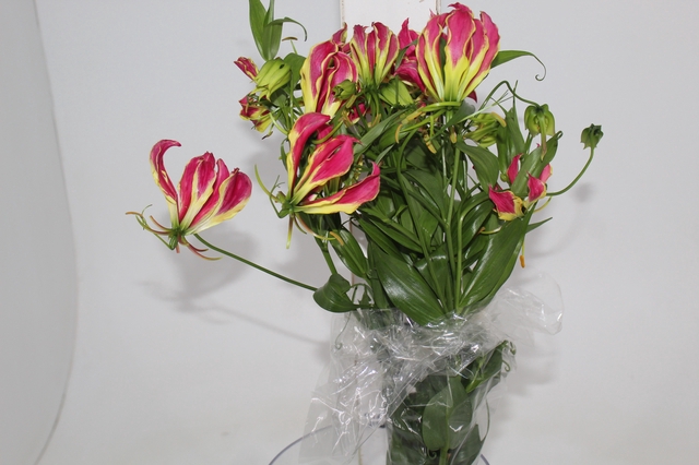 <h4>GLORIOSA 070 CM</h4>