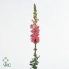 ANTIRRHINUM MAJUS 'MONACO ROSE' PINK