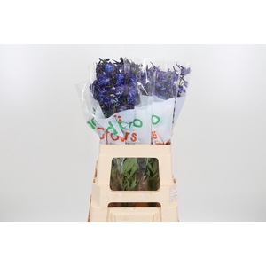 Delphinium Deldonna Blue