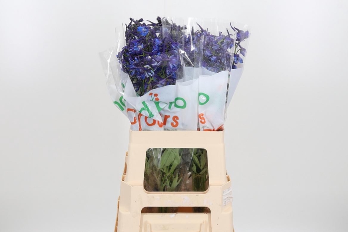 <h4>Delphinium Deldonna Blue</h4>
