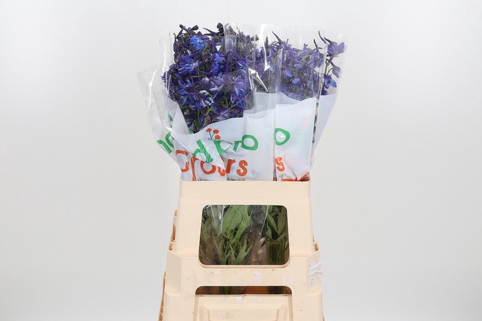 <h4>Delph En Donna</h4>