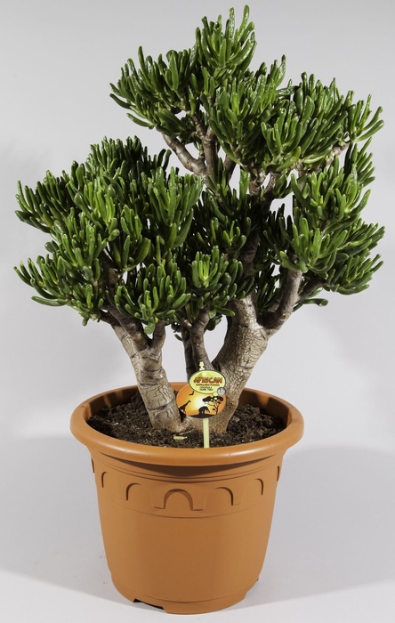 <h4>Crassula ovata 'Horn Tree'</h4>