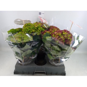 Hydrangea mac. 'Rembr Rosso Glor'