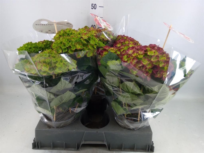 <h4>Hydrangea mac. 'Rembr Rosso Glor'</h4>