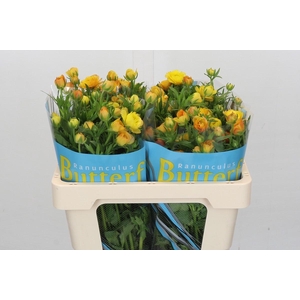 Ranunculus Butterfly Phosphorus