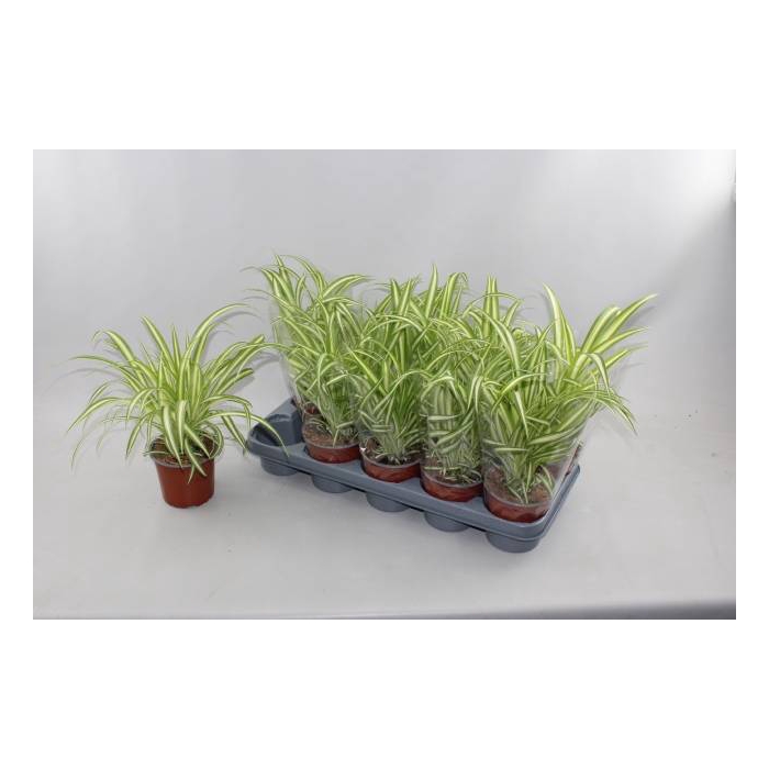<h4>Chlorophytum comosum 12Ø 30cm</h4>