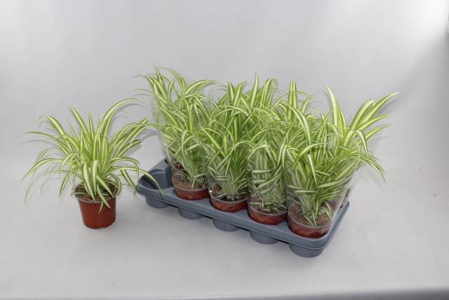 Chlorophytum comosum 12Ø 30cm