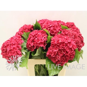 Hydrangea my mon amour red