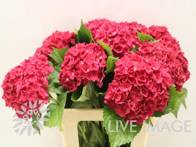 <h4>Hydrangea my mon amour red</h4>