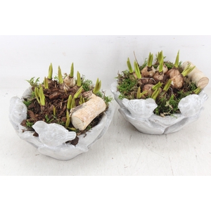 arr4 Muscari JS - Vogelschaal rond x4