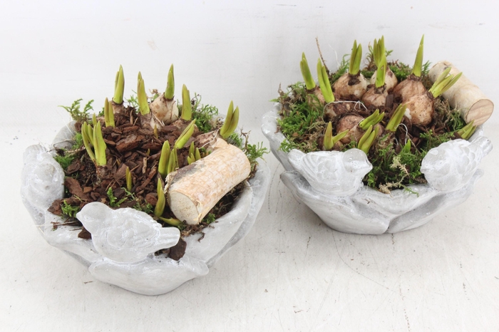 <h4>arr4 Muscari JS - Vogelschaal rond x4</h4>