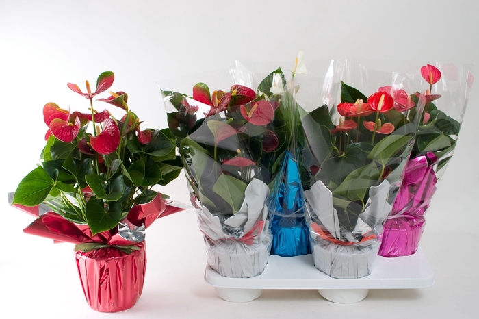 <h4>Anthu An Adios Mix Rondello</h4>