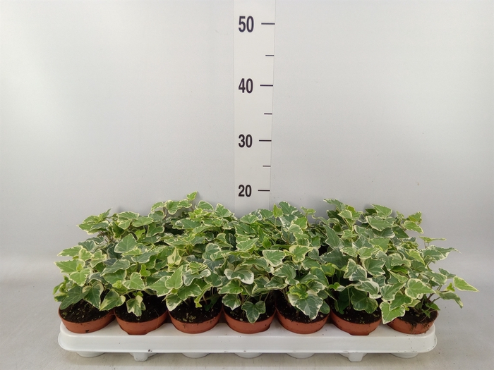 <h4>Hedera helix 'White Wonder'</h4>