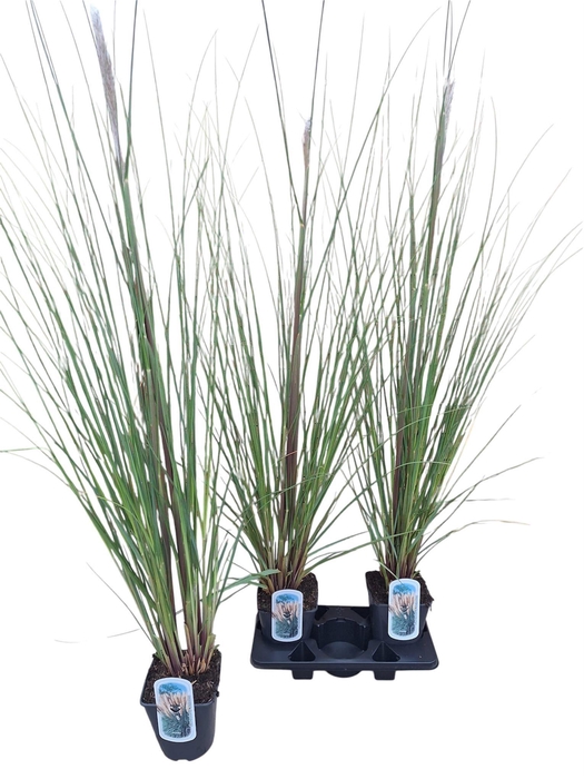 <h4>CORTA SE PUMILA</h4>