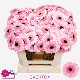 <h4>GE MI EVERTON</h4>