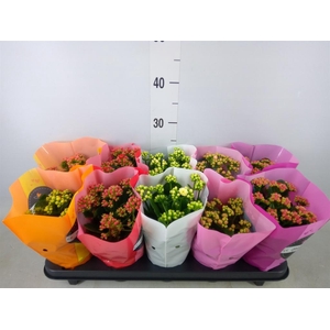 Kalanchoe blos. 'Perfecta'  ..mix 5