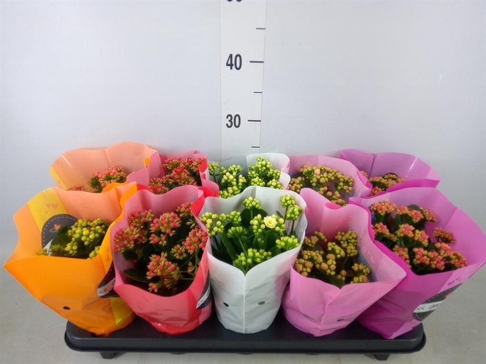 <h4>Kalanchoe blos. 'Perfecta'  ..mix 5</h4>