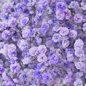GYPS TINTED LILAC