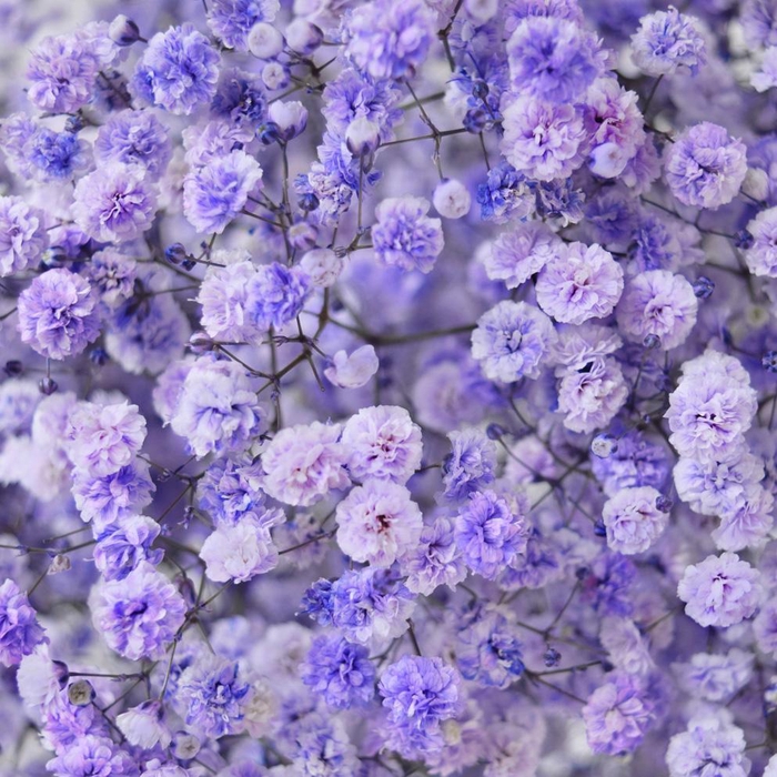 <h4>GYPS TINTED LILAC</h4>