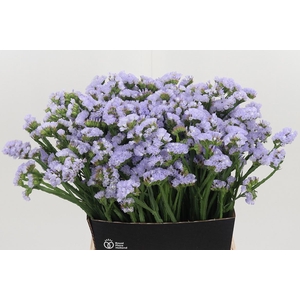 Limonium Donau Birds