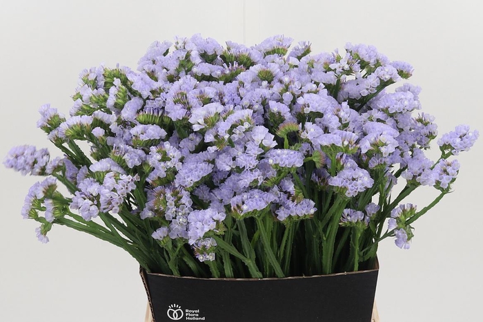 <h4>Limonium Donau Birds</h4>