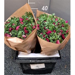 Anem Rainbow Flashy Rosa