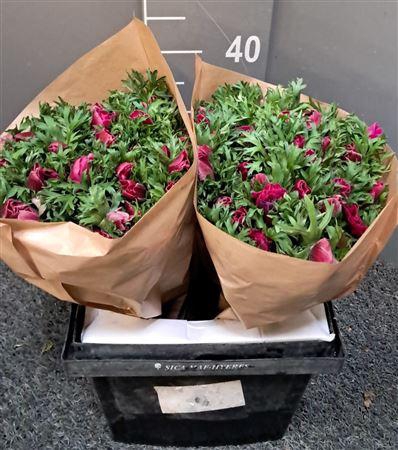 <h4>Anem Rainbow Flashy Rosa</h4>