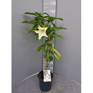 Brugmansia   ...