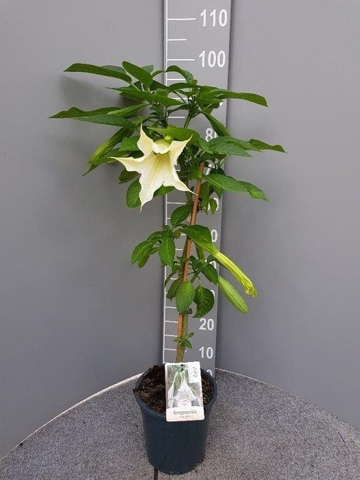 <h4>Brugmansia   ...</h4>