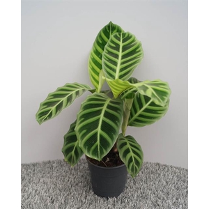Calathea Zebrina 12Ø 35cm