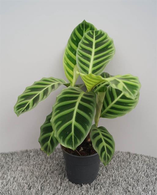 Calathea Zebrina 12Ø 35cm