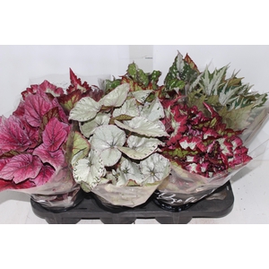 BEGONIA BELEAF P15 PO